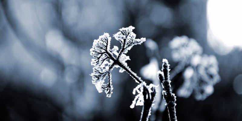 Winter Landscaping Tips For Gardening, What Do Landscapers In The Winter Time Mean